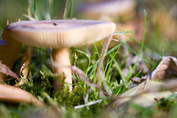 Focus on the Middle of the Mushroom Focal Point Placed on the Middle of the Mushroom