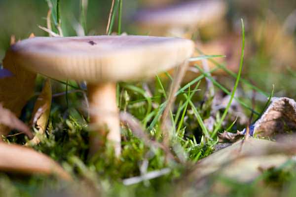 Focus on the Rear Edge of the Mushroom Focal Point Placed on the Rear Edge of the Mushroom