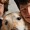 The Three Boys