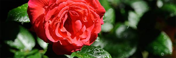 Rose with Selective Focus