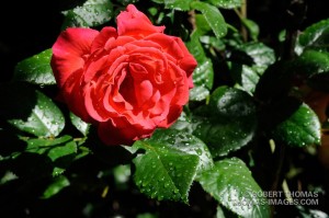 Rose-1 shot with small aperture. Rose-1 shot with small aperture.