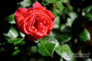 Rose-2 shot with large aperture. Rose-2 shot with large aperture.