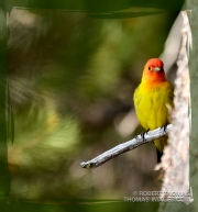 Male Saffron Finch in the Sierra