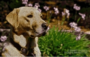Woodcut Labrador
