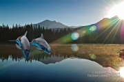 Dolphins in the Sierra?