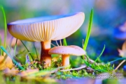 Pastel mushrooms