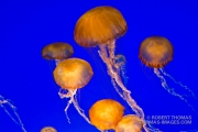 Jellyfish in Monterey