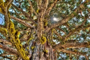 Tree of life