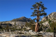 Lone tree