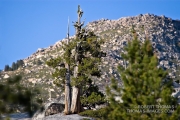 Ancient Great Basin bristlecone pine
