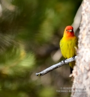 Male Saffron Finch