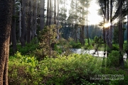 Morning sunbeams in the forest