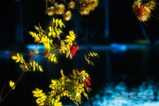 Fall berries on the lake