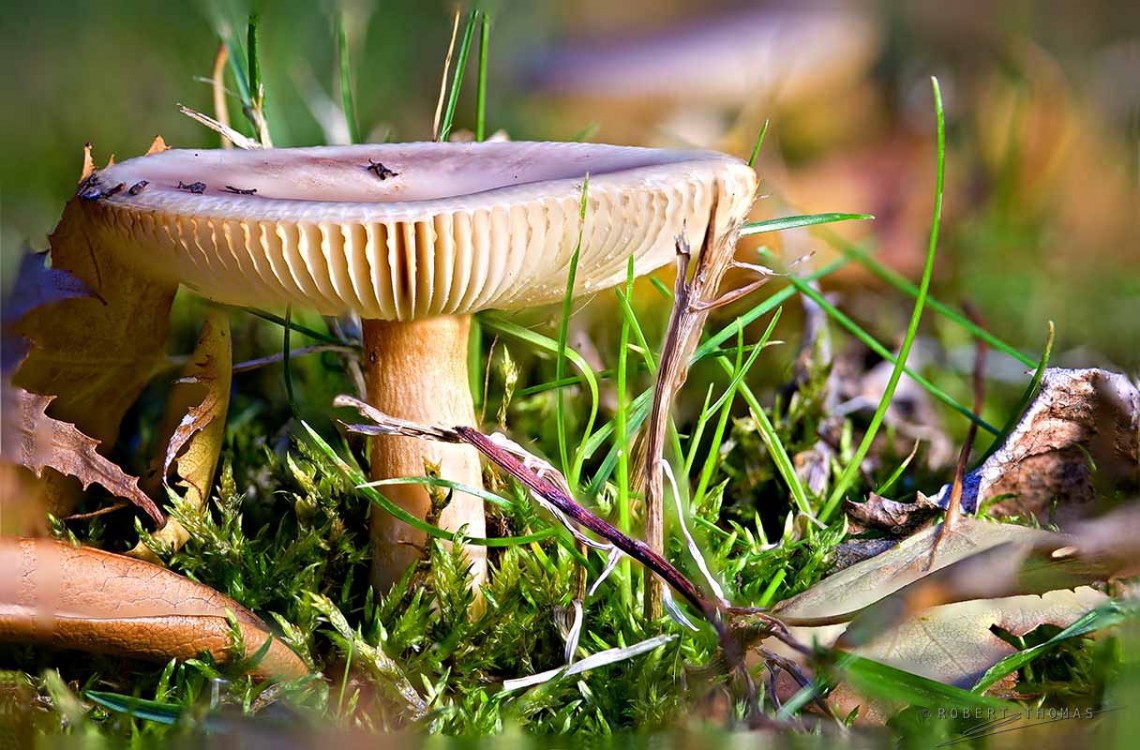 Final Image with Entire Mushroom in Focus
